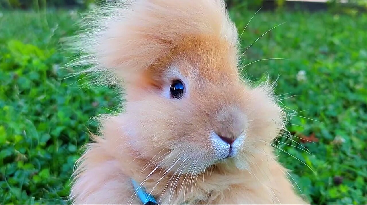 cute rabbit