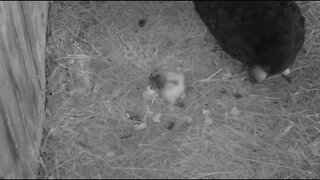 Dad takes over caring for his cute babies. 5-2-22
