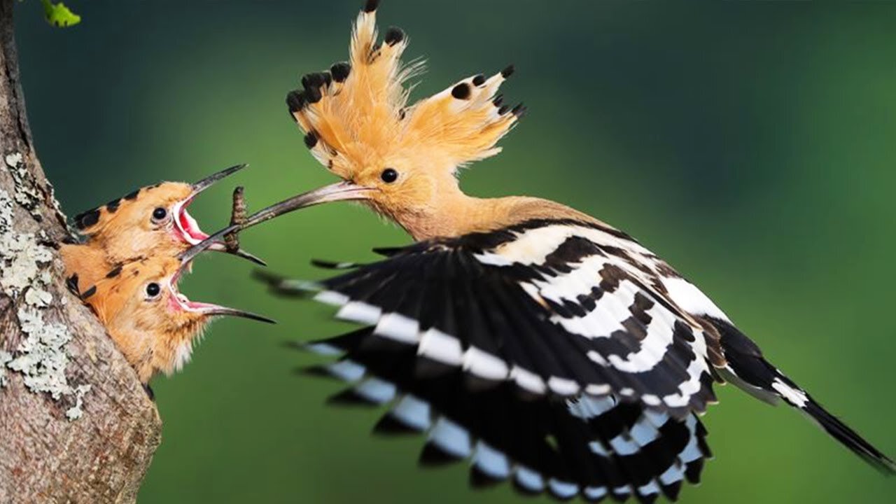 FLAGRANTES INCRÍVEIS DAS AVES NA NATUREZA | FILHOTES E PAIS | SOM RELAXANTE DA NATUREZA AO FUNDO