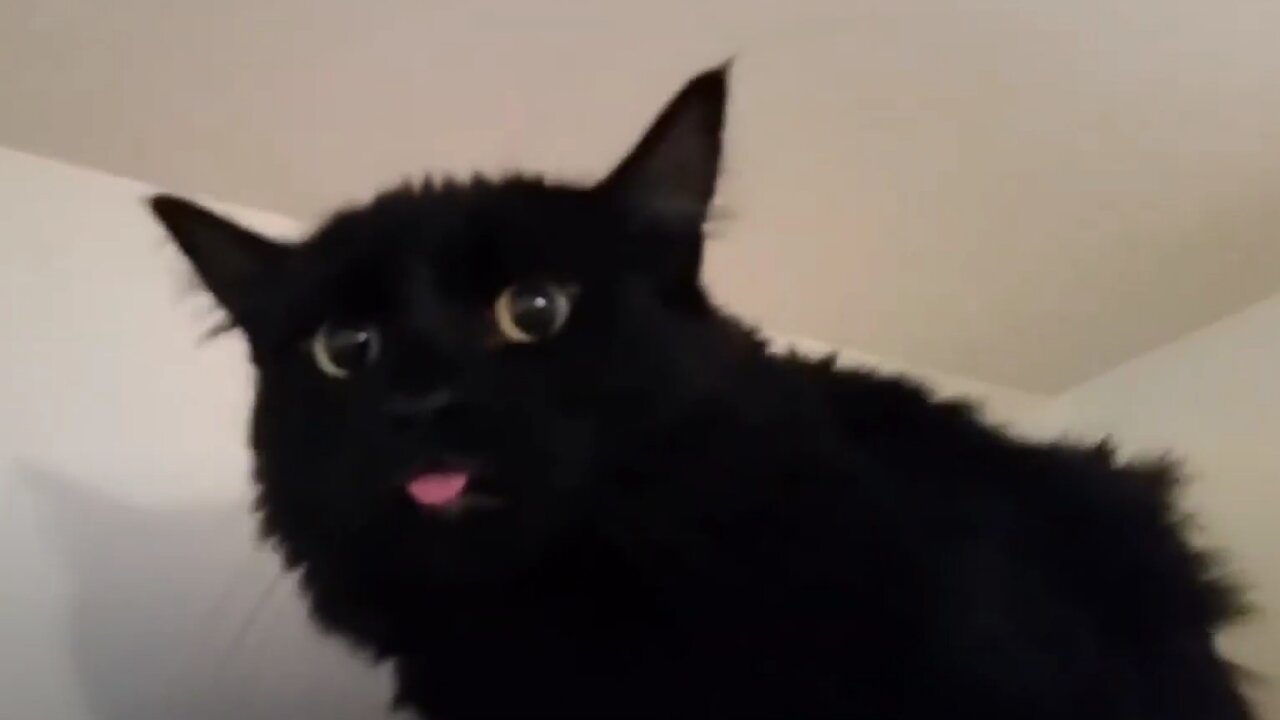 The cutest and funniest cats you've ever seen.