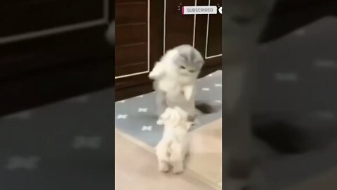 cute cat videos 😹 funny videos 😂😄