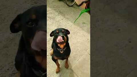 ROTTWEILER TREINADO JÁ 🔥🔥🔥😱😱😱#rottweiler #viral #youtubeshorts #video