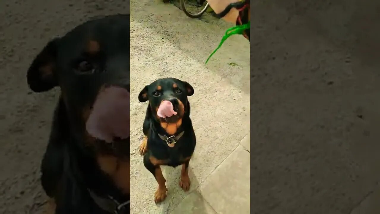 ROTTWEILER TREINADO JÁ 🔥🔥🔥😱😱😱#rottweiler #viral #youtubeshorts #video
