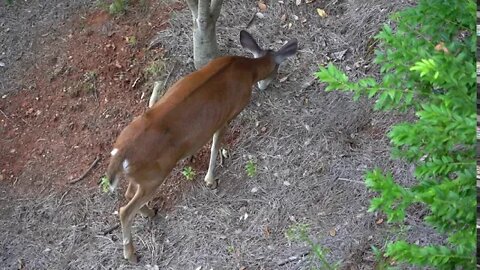 Big Canoe Deer #7 - 09/13/20