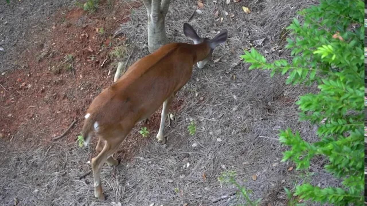 Big Canoe Deer #7 - 09/13/20