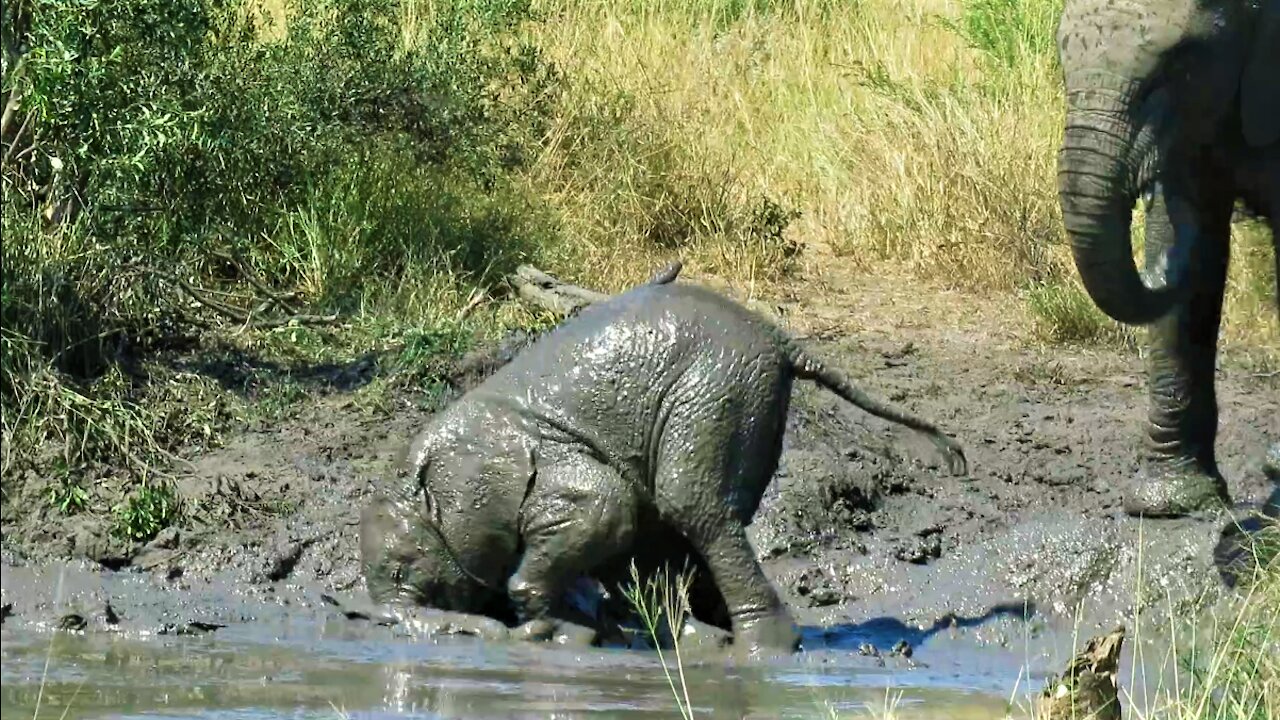 Clumsy baby elephant looks embarrassed after falling face first into the mud