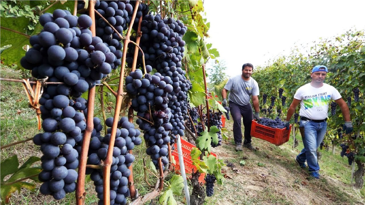 Amazing Grape Harvesting and Processing Grape Juice 🍇 - Modern agricultural harvesting machines