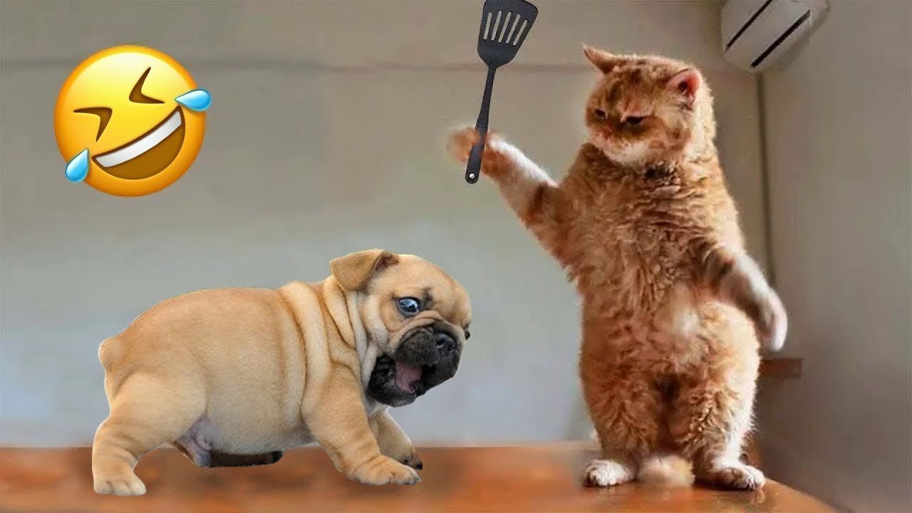 Funny & cute cat video 2024,😍 funniest cutest and dogs😼🐶