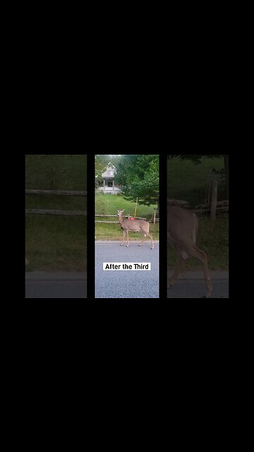 #deer #halfcourtshot #coldplunge #ytshortscanada #ytshortsvideo