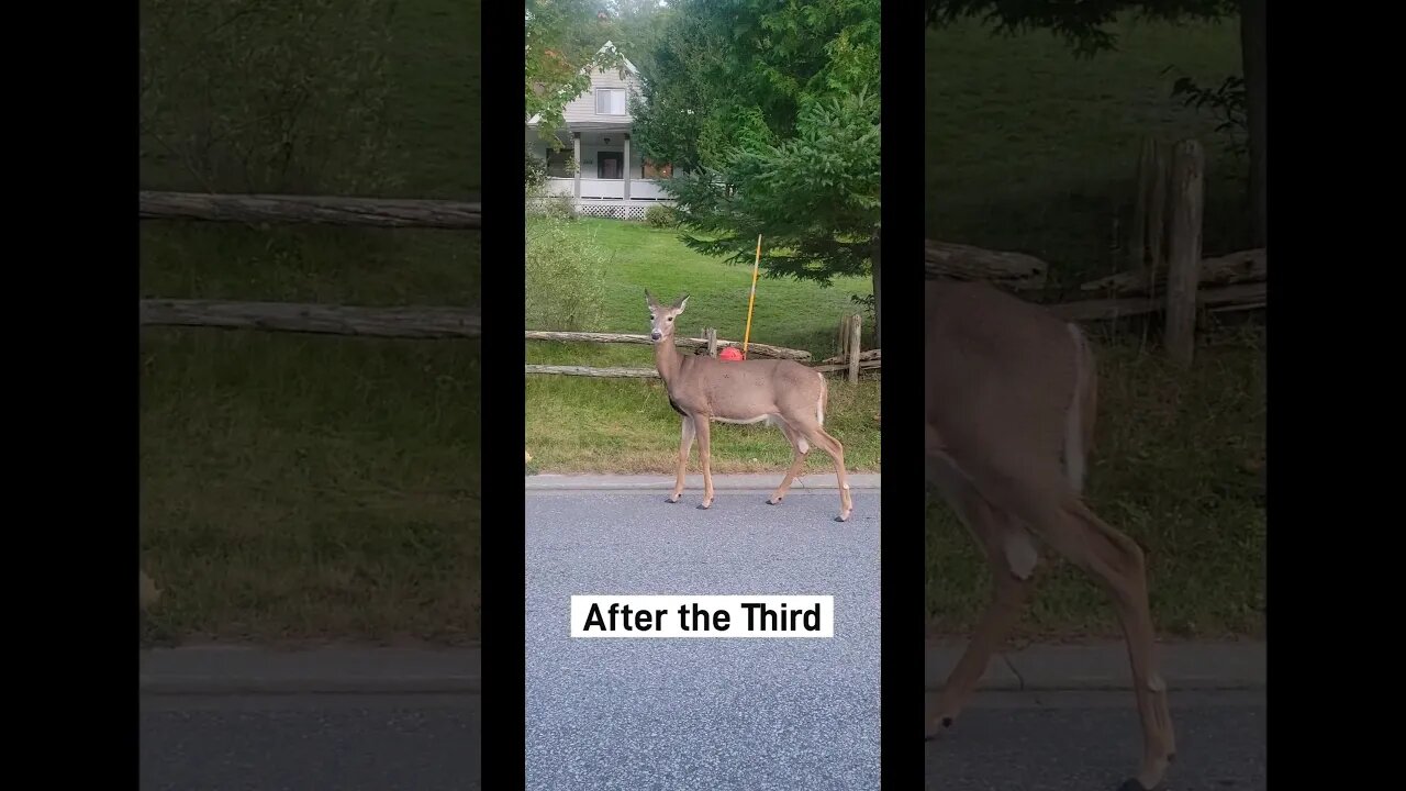 #deer #halfcourtshot #coldplunge #ytshortscanada #ytshortsvideo