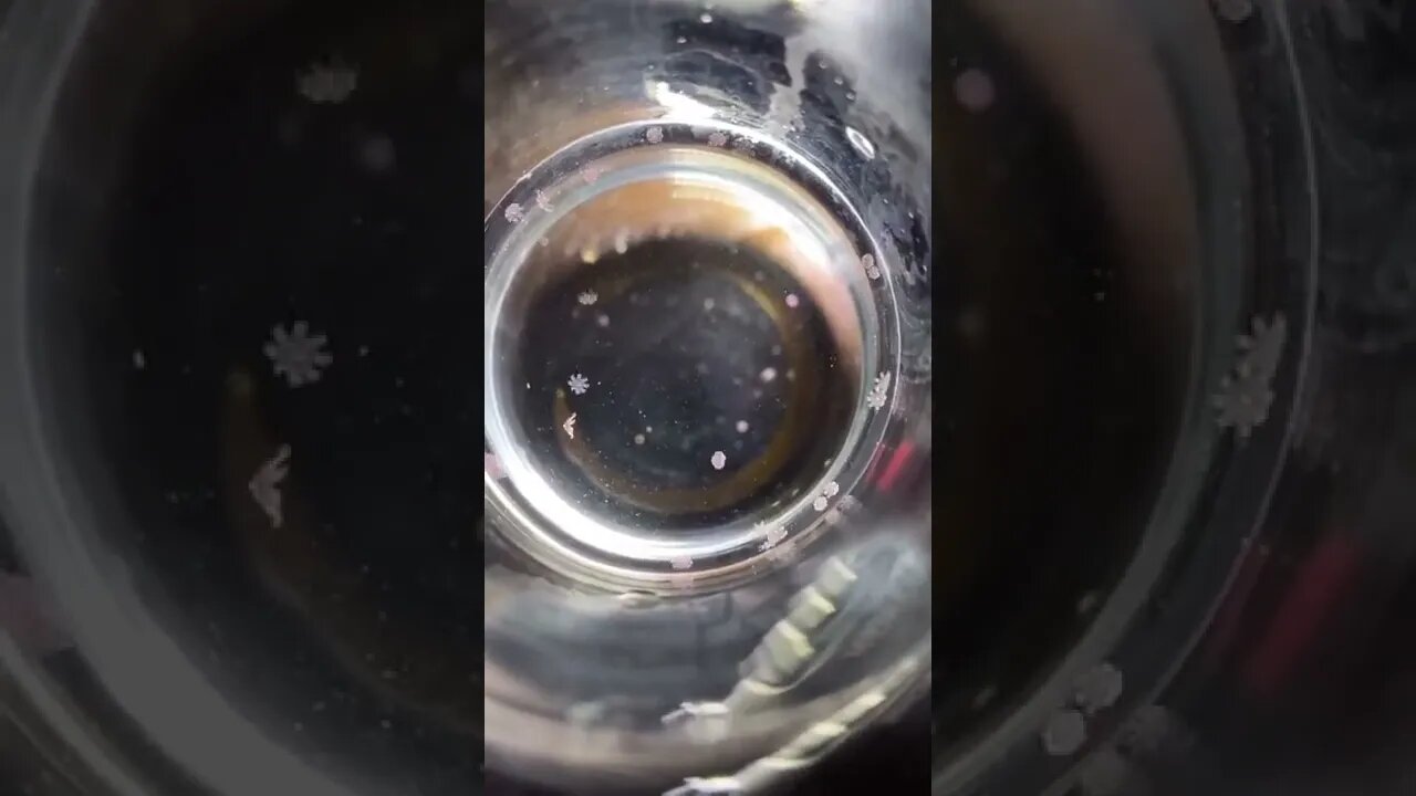 Jellyfish Larvae