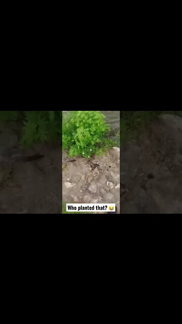 Wild Marijuana at my Fishing Hole