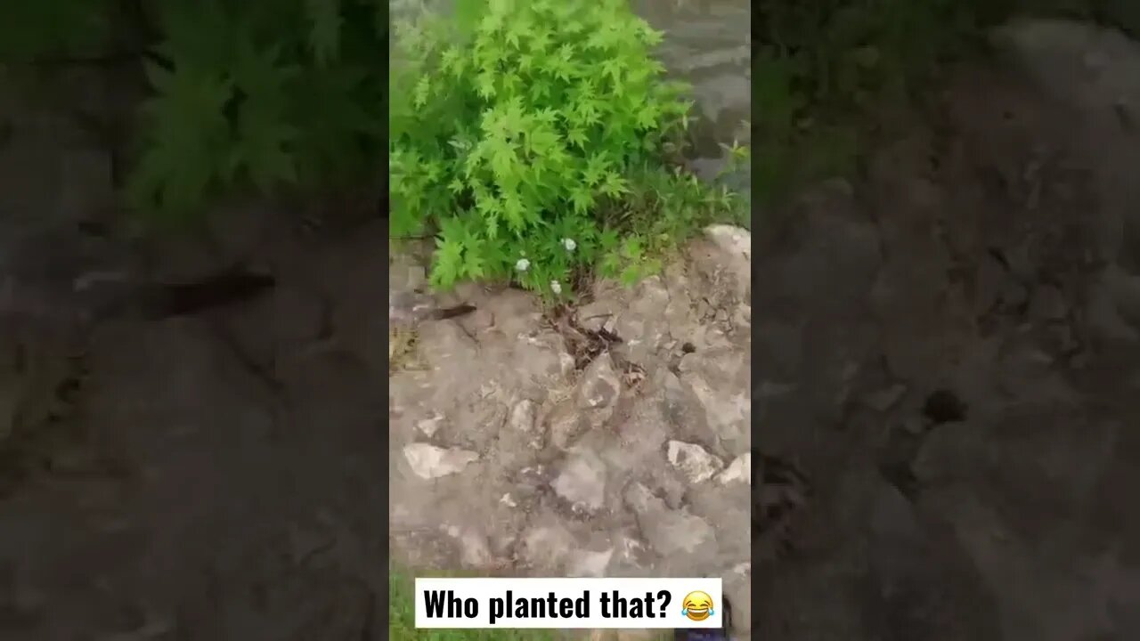 Wild Marijuana at my Fishing Hole