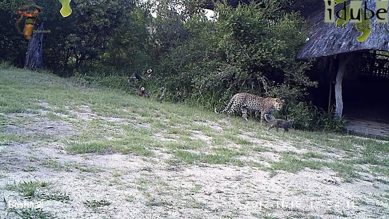 Leopard And Cub In The Bush Camp - Camera Trap Footage Part 1: 15/16 November 2012