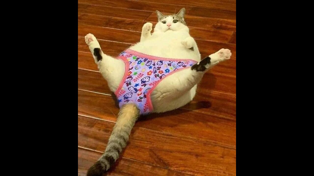 Funniest Cats and Dogs πΆπ± | Funny Animal Videos