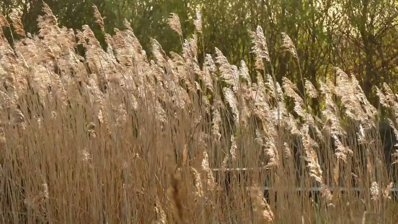 tall grass in the summer wind