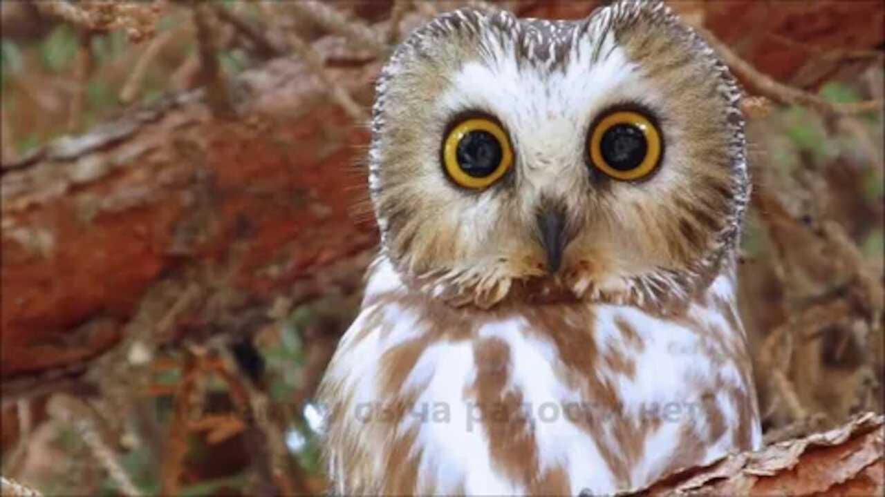 Best Funny Animal Videos of the year, funniest animals ever. relax with cute animals.