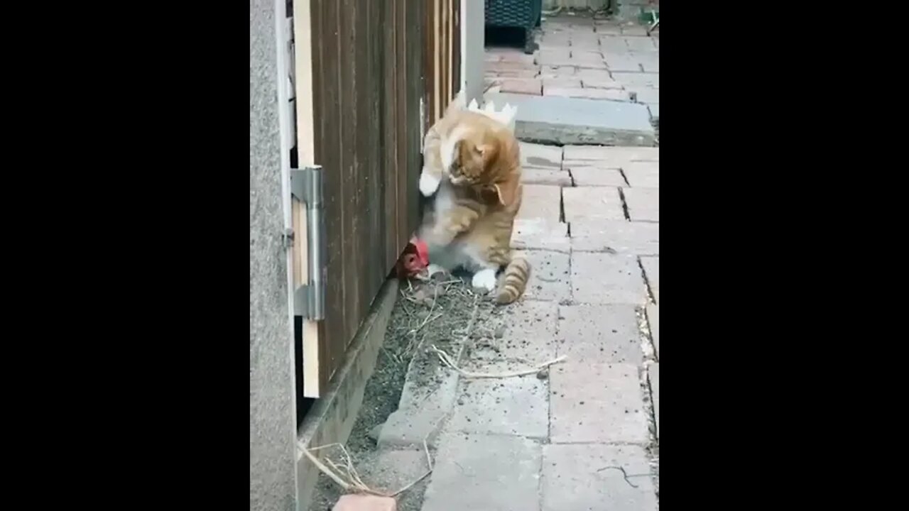funny cat