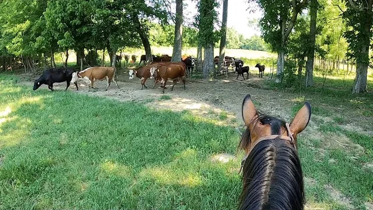 Riding fences. How many problems do we find???