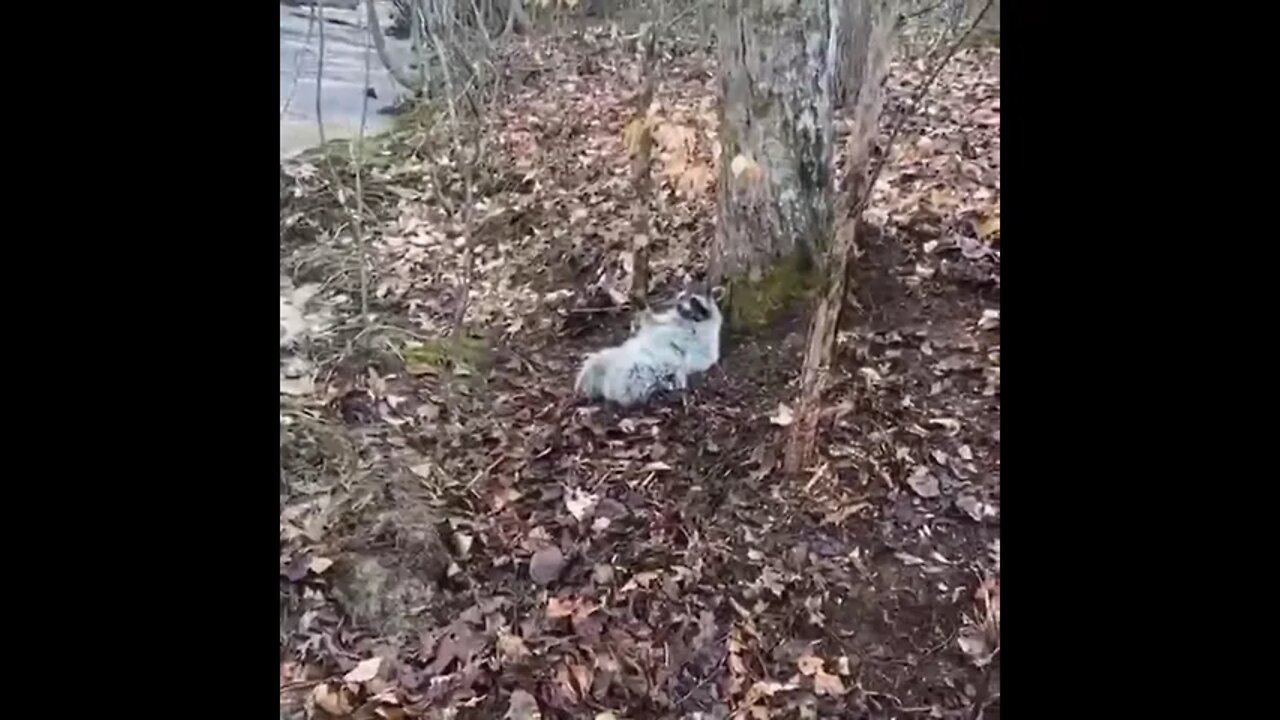 Raccoon achieves pure zen