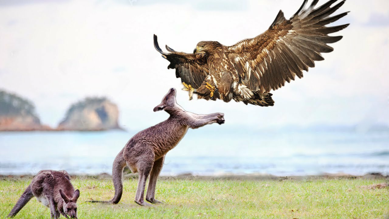 Eagle Attacks Kangaroo To The Last Breath- Wild Animal Fights