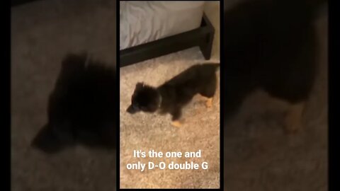 MEME is the one and only D-O double G #shorts