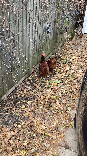 Chickens eating grapes