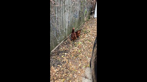 Chickens eating grapes