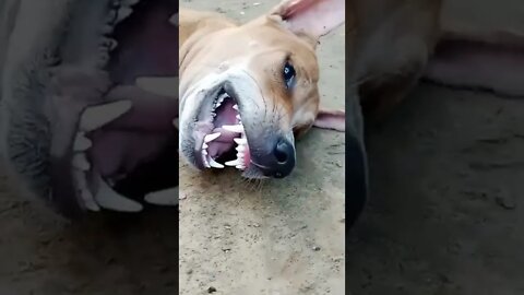 Tima Say,"it's my first video.Subscribe and press bell icon 🔔." |Tima is viral doggie | cute doggies