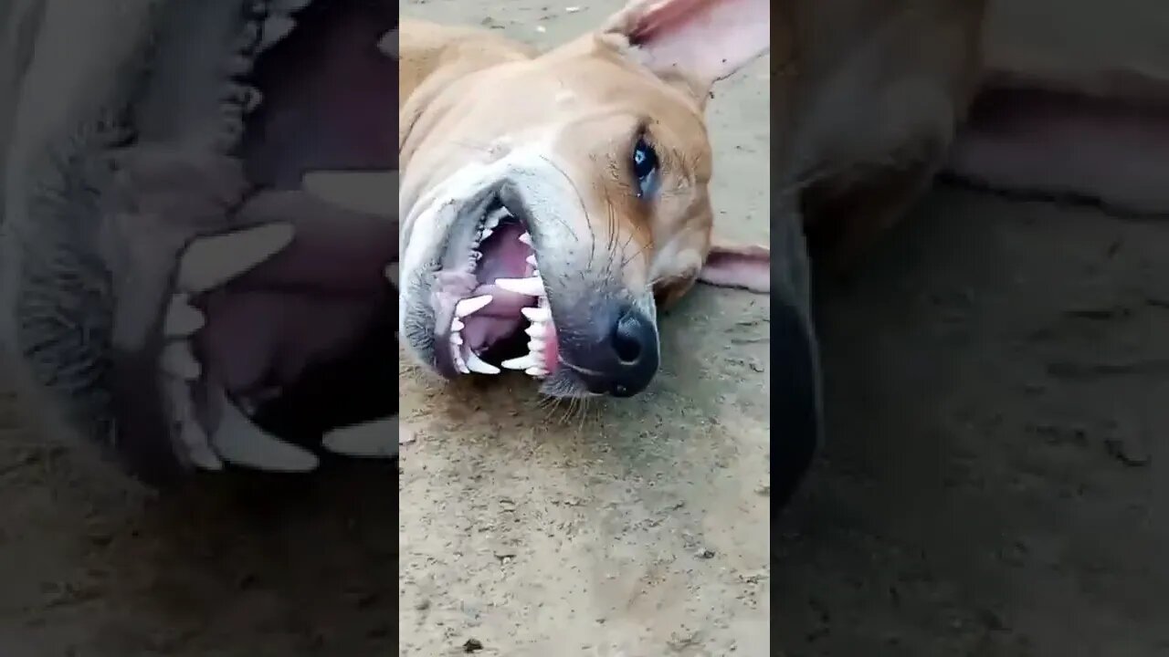 Tima Say,"it's my first video.Subscribe and press bell icon 🔔." |Tima is viral doggie | cute doggies