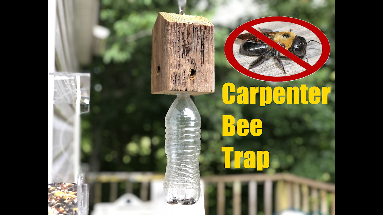 Best Quick Carpenter Bee Trap. E-Z to make!