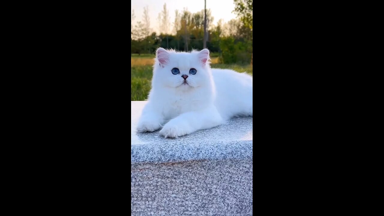 Cute Cat WhatsApp status tamil