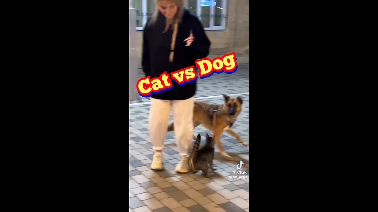 Dog and Cat Fight! What Happens Next? + Fun Facts About Pets! (Funny Animal Videos) 2020 edition