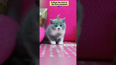 cute cat videos 😹 funny videos 😂 660 😻 #shorts #shortsfunny #cutecat #catvideos #catsfood #catscare
