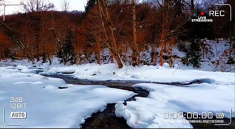 Whispers Of The Wild | Zen Asmr # 107