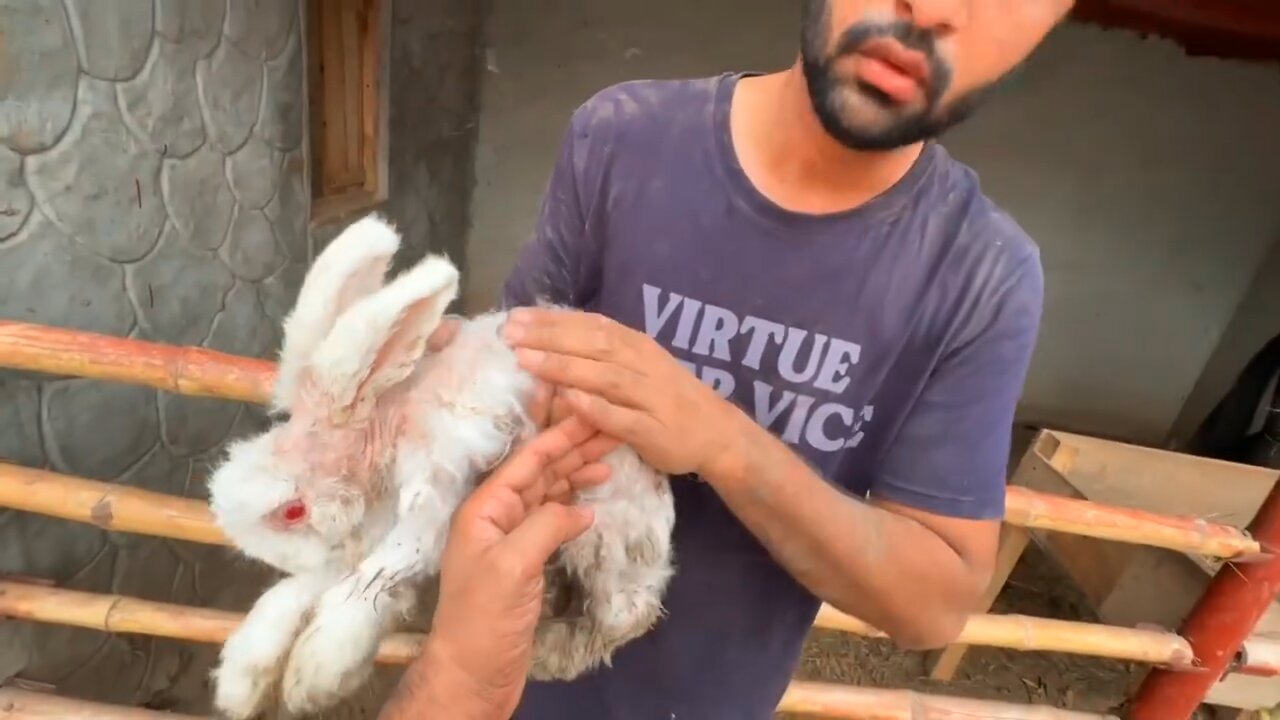 Lion Attacked On Our Rabbitš°Bht Dukh Hoa