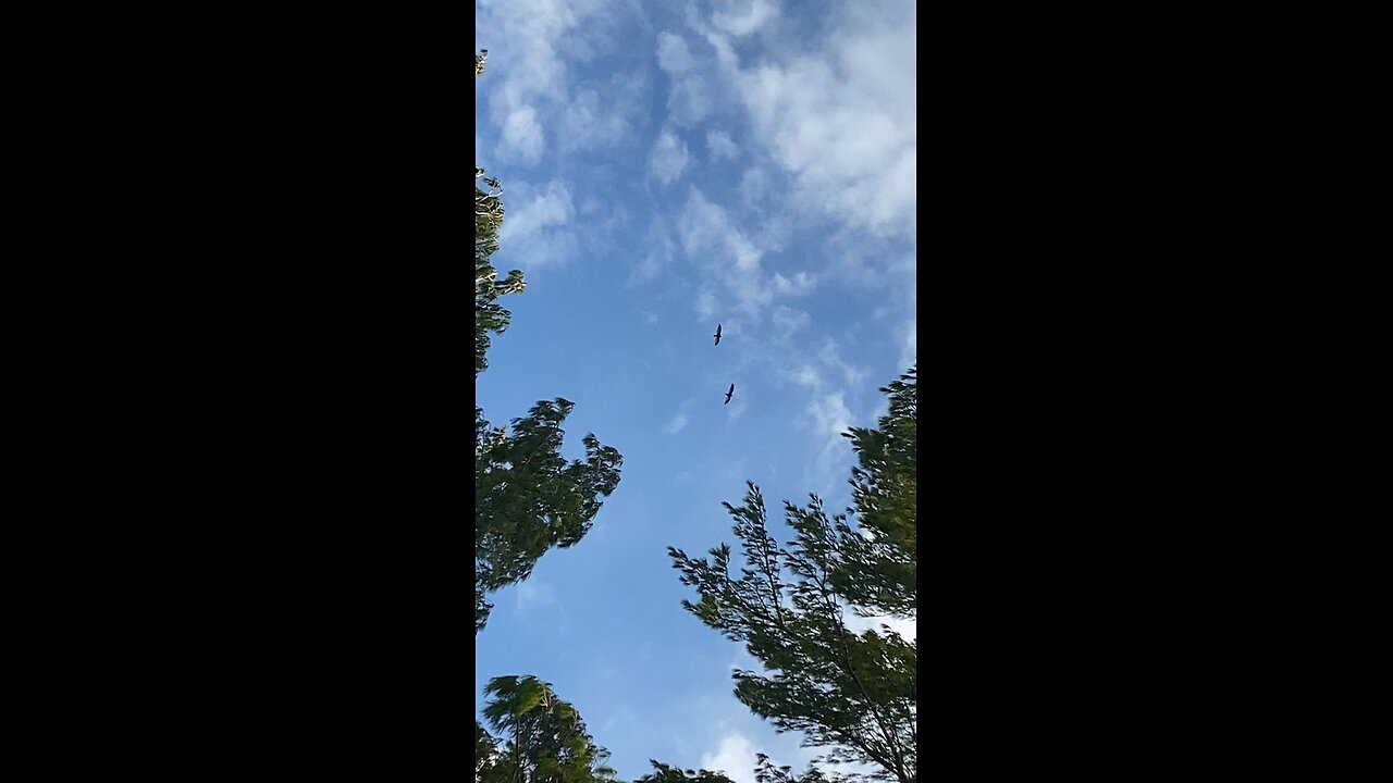 Mating dance of the Turkey hawks