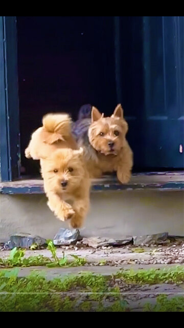 Playful little puppy LOVES to race his dad 🏃🏻‍♂️