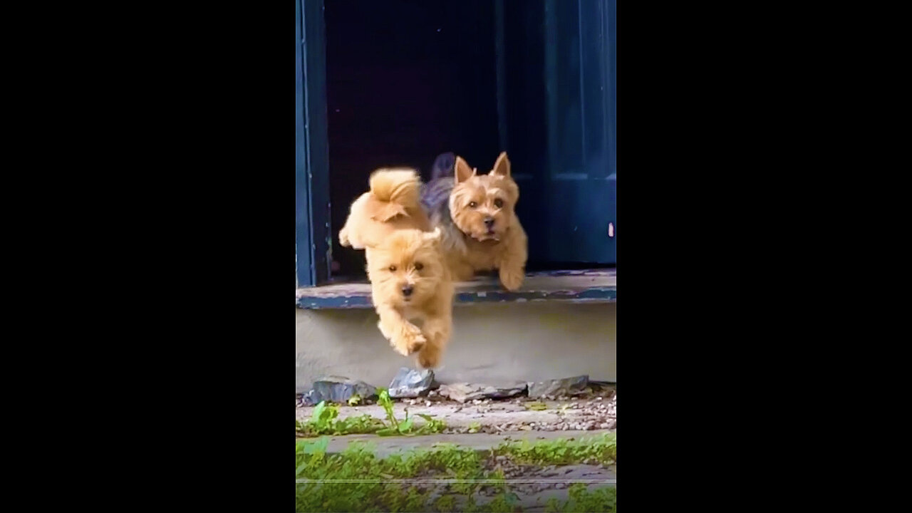 Playful little puppy LOVES to race his dad 🏃🏻‍♂️