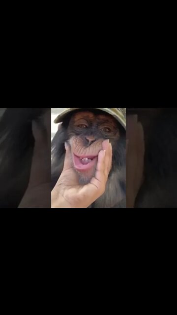 Chimpanzee Sounds #Shorts 🎙