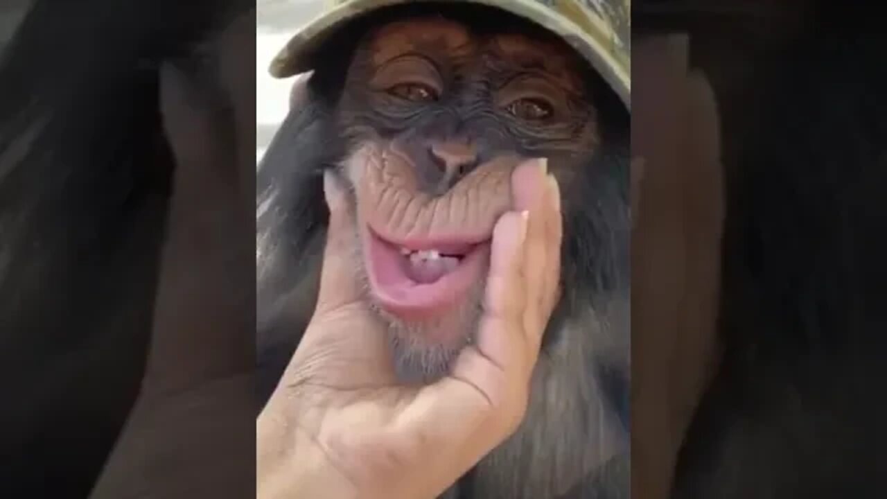 Chimpanzee Sounds #Shorts 🎙