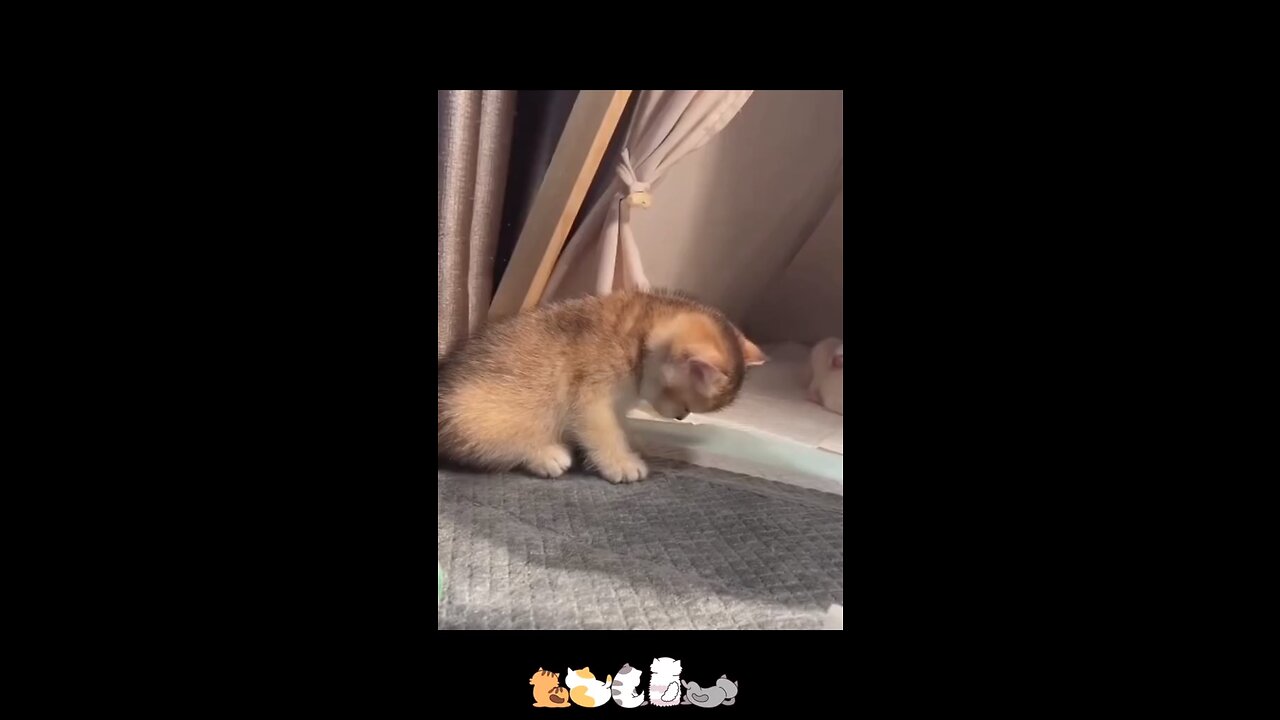 Funny cats