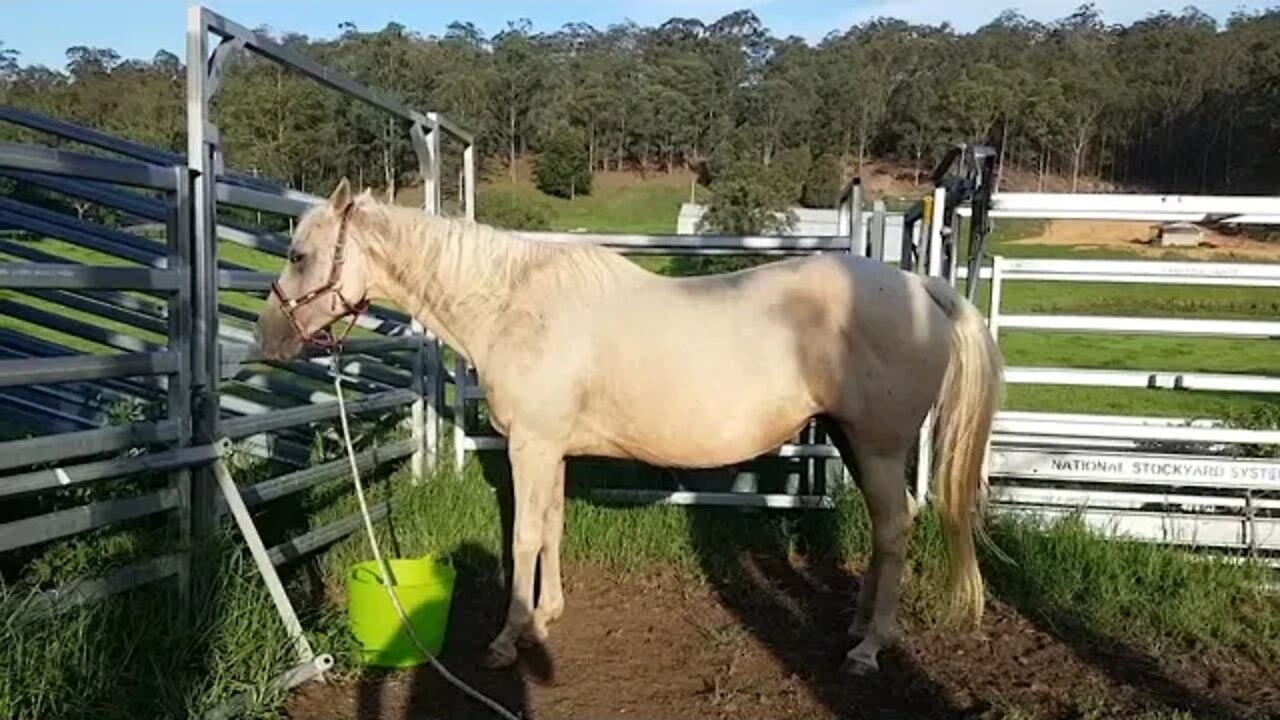 Removing a tick from a horse's eyelid. Keeping a pregnant horse tick free.