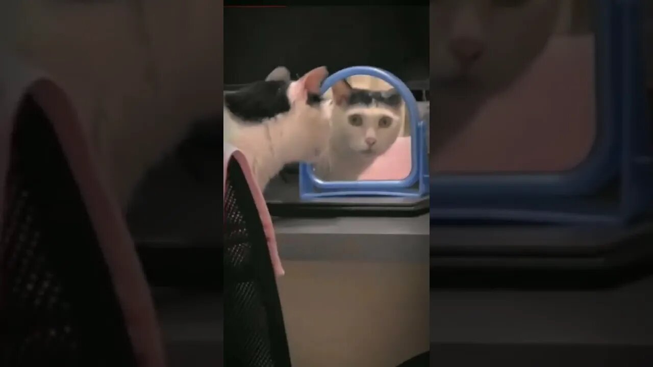 Cat shocked by its reflection in the mirror