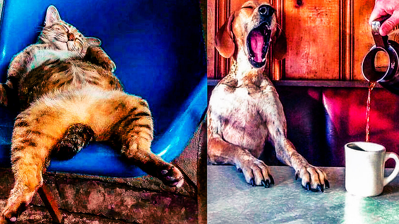 Funniest Cats and Dogs #29