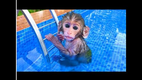Monkey Baby Bon Bon Drives To The Pool And Opens Surprise Eggs With Puppy in the garden