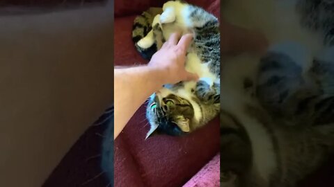 Petting my cute cat