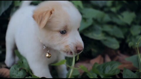 Cute baby dog🥰