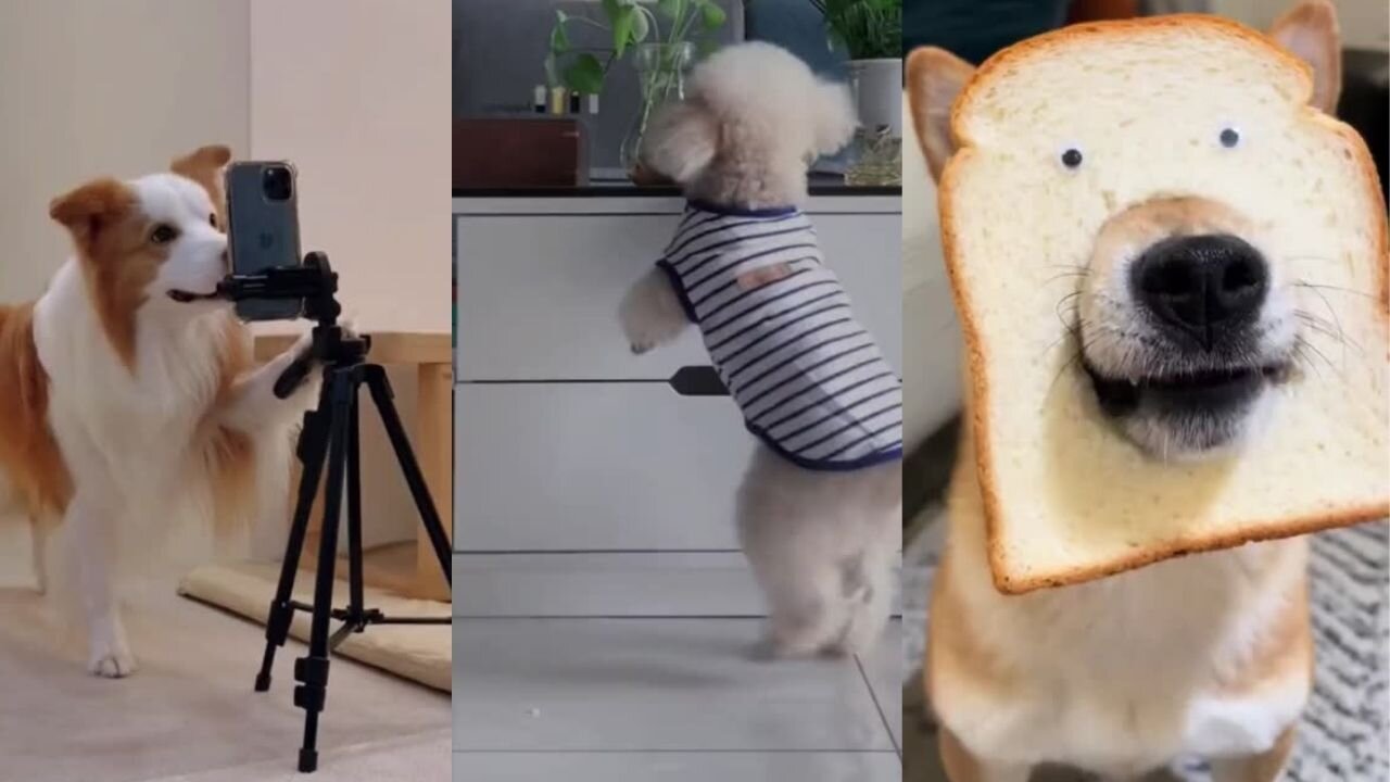 Best Of The 2023 Funny Pet Videos 😁 - Cutest Animals Ever