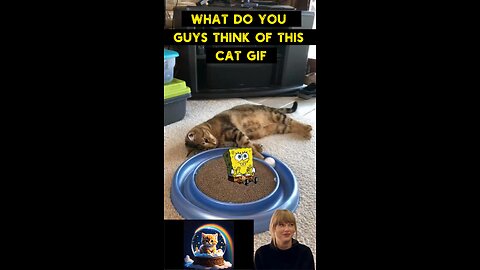 Cute Cat Gif